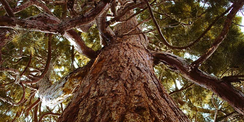 Low angle view of a large evergreen tree, demonstrating a strong foundation with a focus on growth